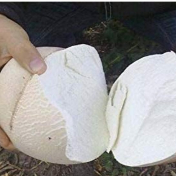GIANT Puffball Mushroom Spores - Grow Kit - Over 1 Billion Spores! 🍄 - Picture 4 of 8